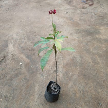 Buy Jatropha / Sundar Rupa in 4 Inch Nursery Bag Online | Urvann.com