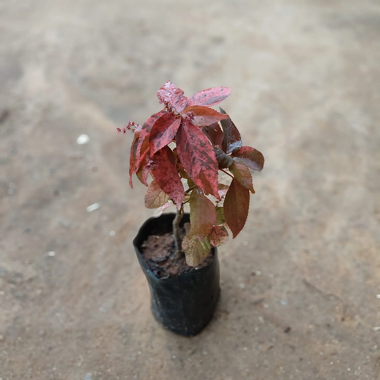 Acalypha Red in 4 Inch Nursery Bag