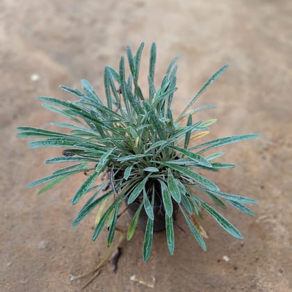 Buy Gazania ( Any Colour)  in 5 Inch Nursery Pot Online | Urvann.com