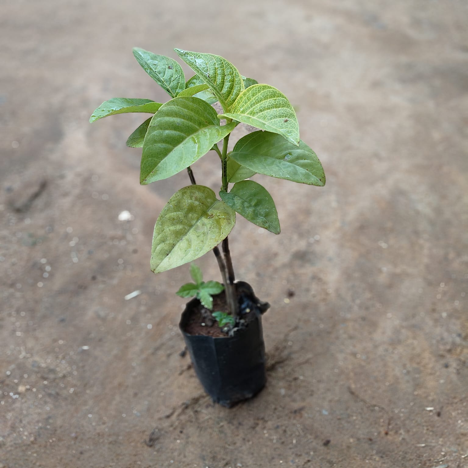 Eranthemum Gold in 5 Inch Nursery Bag