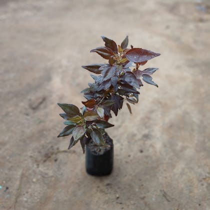 Buy Acalypha Red in 5 Inch Nursery Bag Online | Urvann.com
