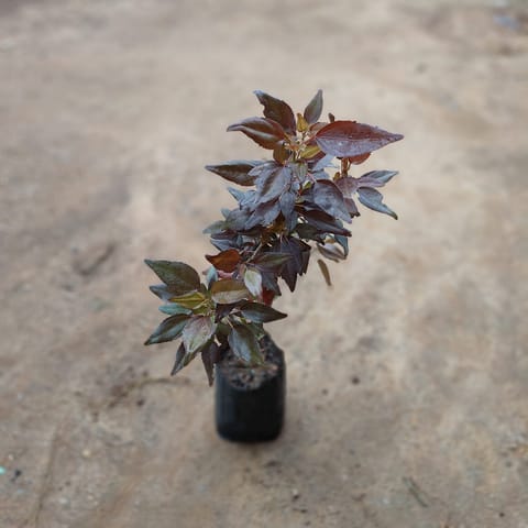 Acalypha Red in 5 Inch Nursery Bag