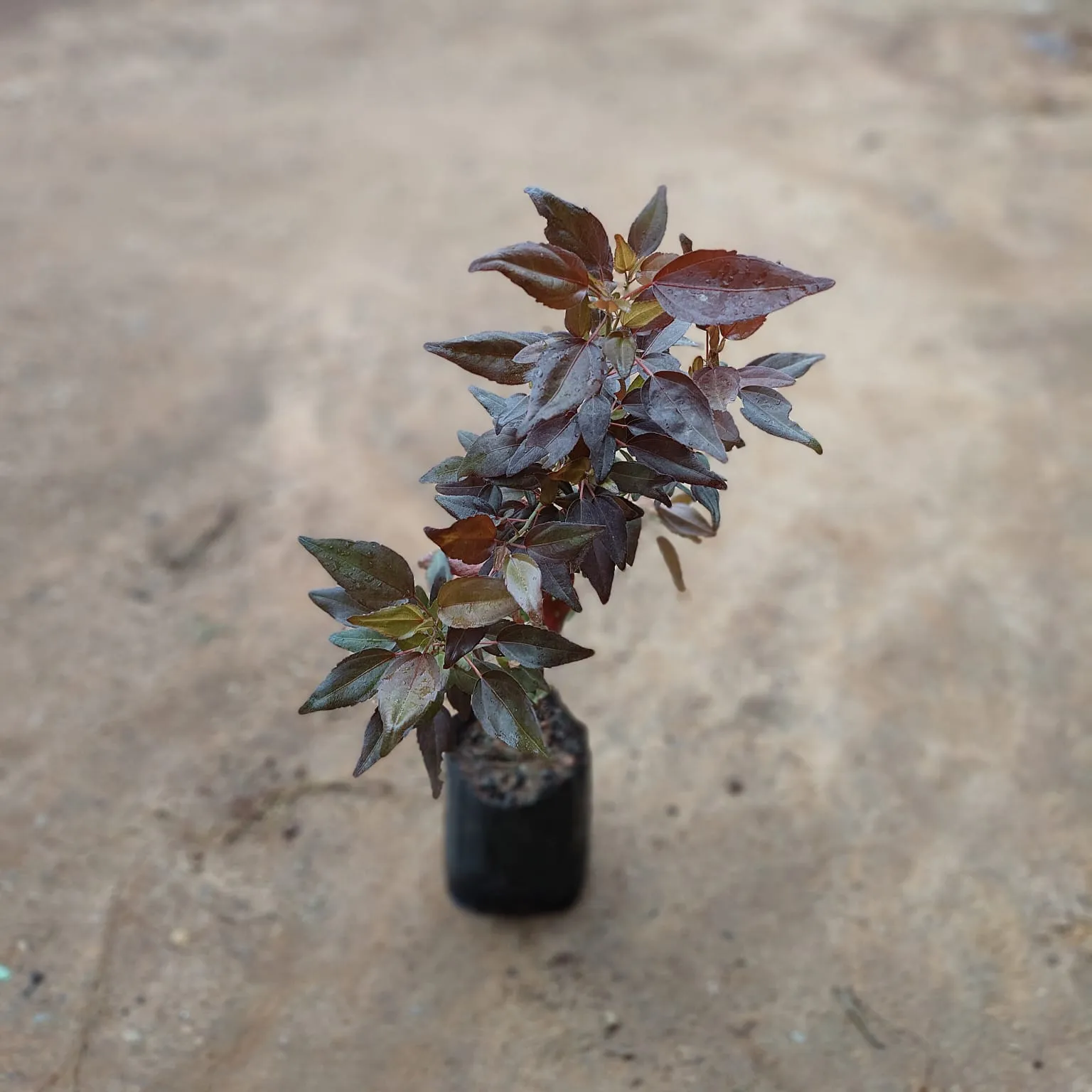Acalypha Red in 5 Inch Nursery Bag