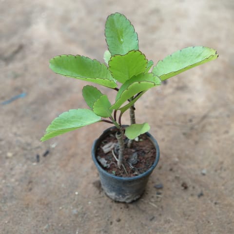 Pattharchatta / Kalanchoe pinnata in 5 Inch Nursery Pot