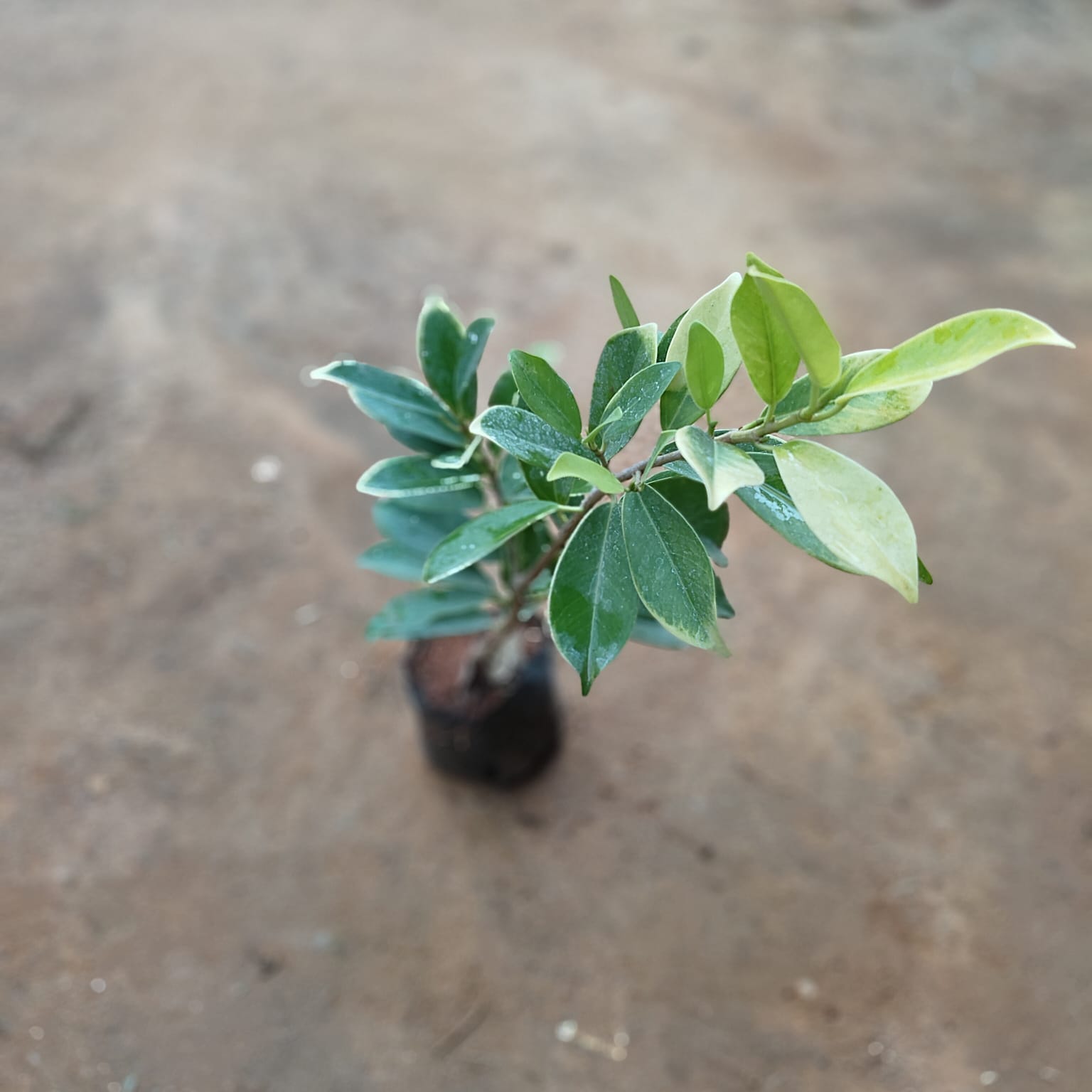 Ficus Panda in 5 Inch Nursery Bag
