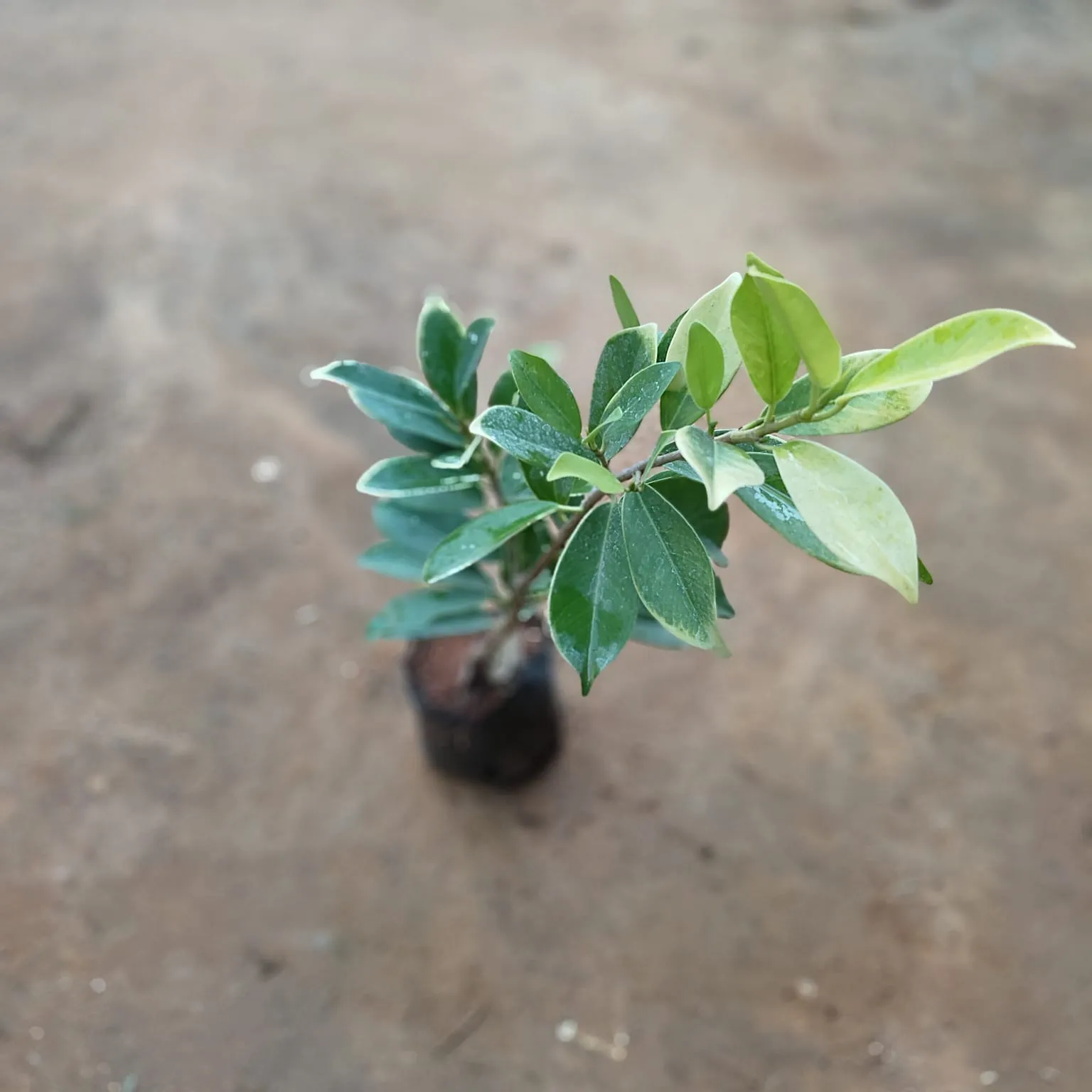 Ficus Panda in 5 Inch Nursery Bag