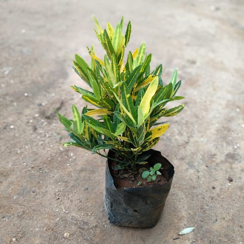 Banana Croton in 5 Inch Nursery Bag
