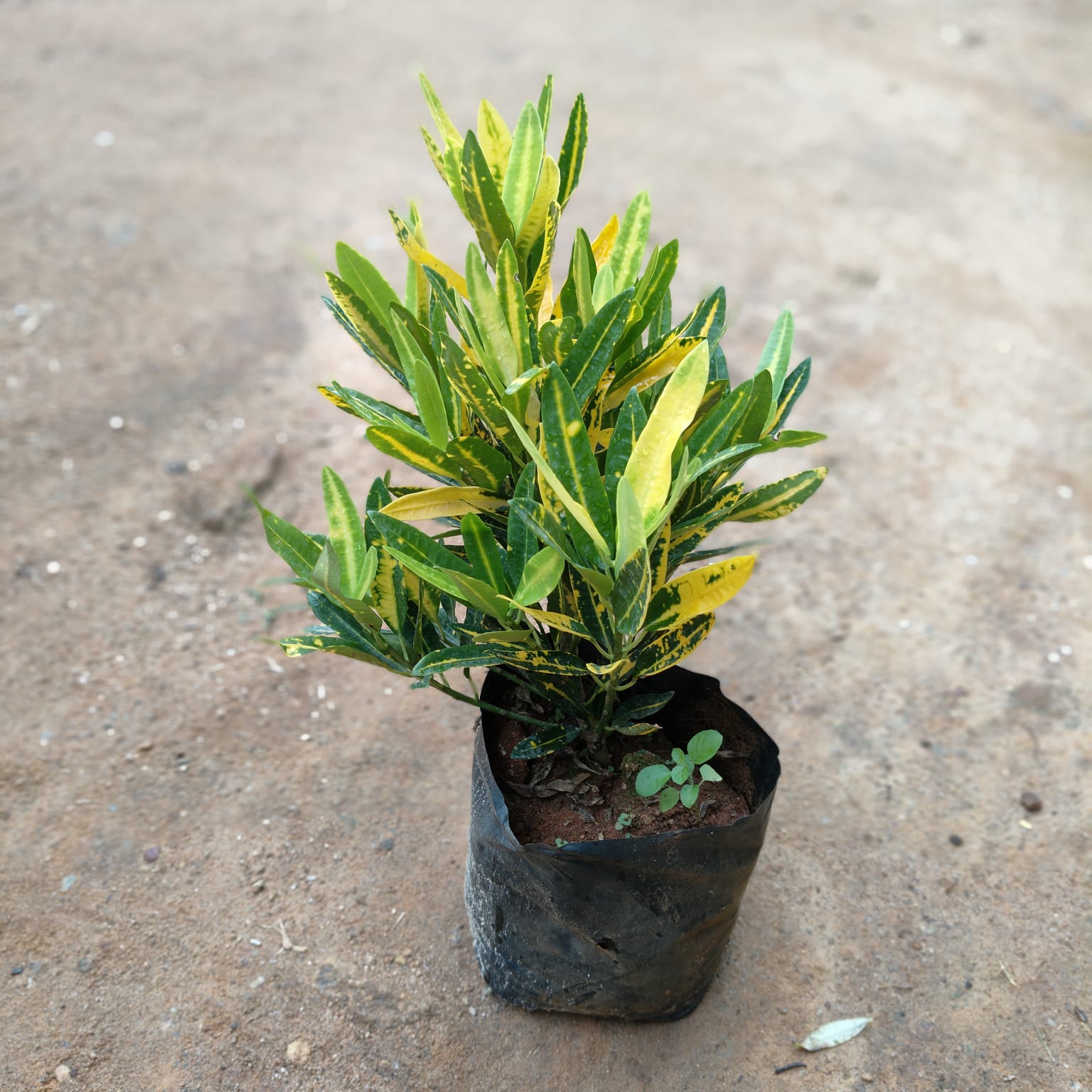 Banana Croton in 5 Inch Nursery Bag