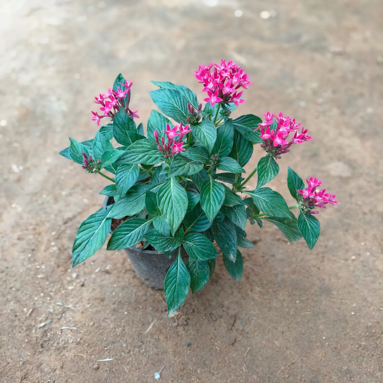 Pentas Pink in 5 Inch Nursery Pot