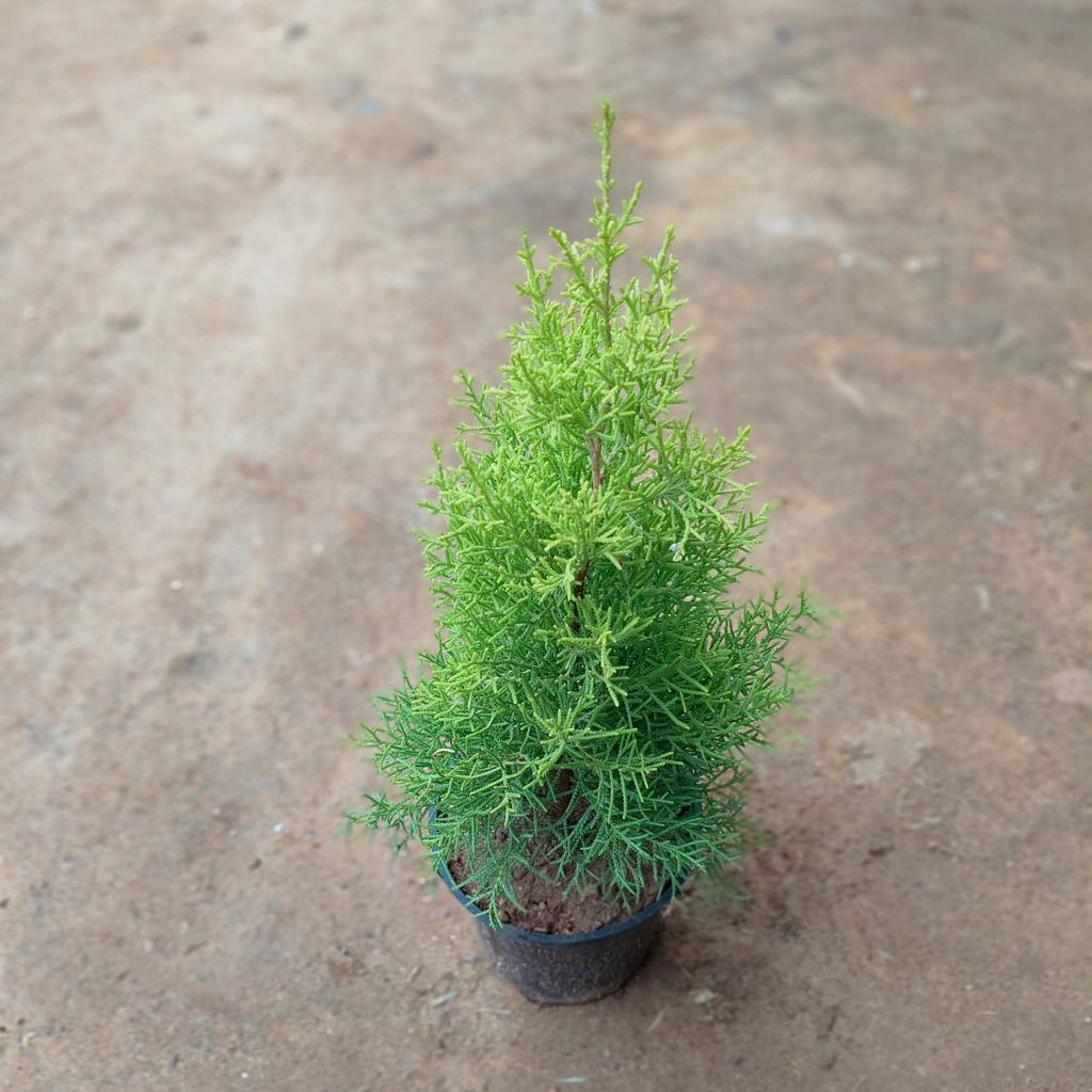 Buy Golden Cypress in 5 Inch Nursery Pot Online | Urvann.com Golden Cypress in 5 Inch Nursery Pot