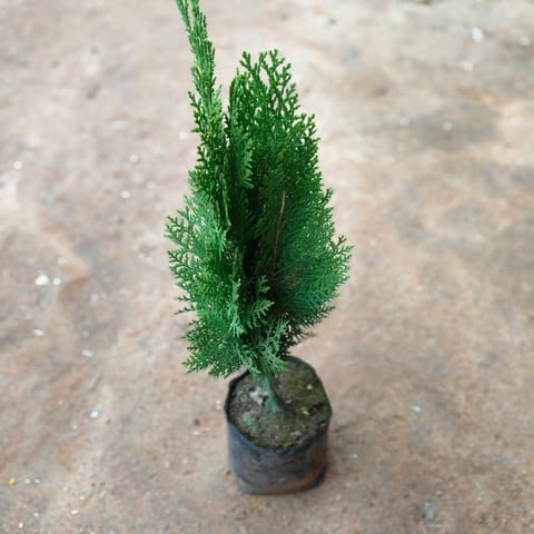 Morpankhi in 4 Inch Nursery Bag