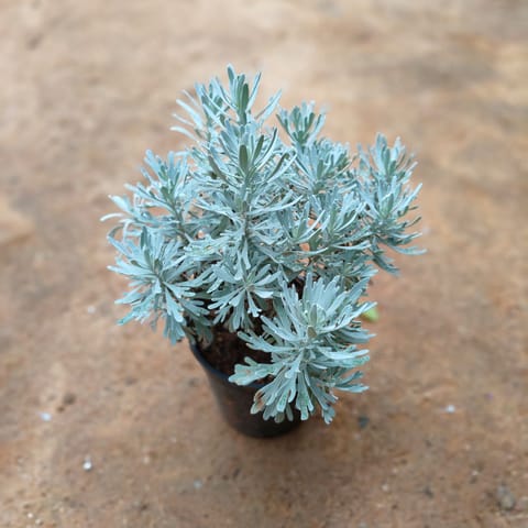 Lavender in 5 Inch Nursery Pot