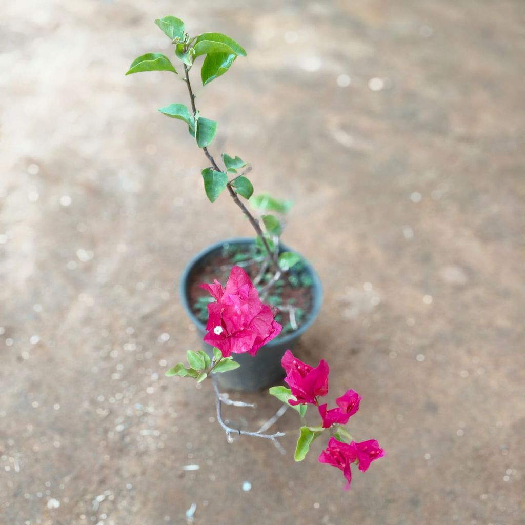 Buy Bougainvillea Pink in 5 Inch Nursery Pot Online | Urvann.com Bougainvillea Pink in 5 Inch Nursery Pot