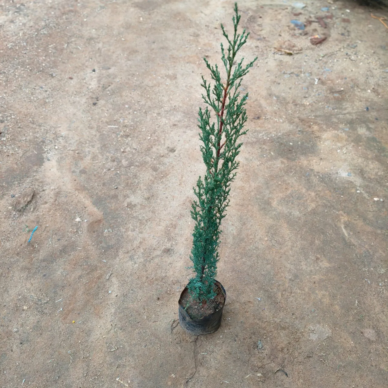 Pencil Pine in 5 Inch Nursery Bag