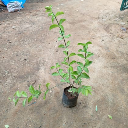 Buy Allamanda Purple in 5 Inch Nursery Bag Online | Urvann.com