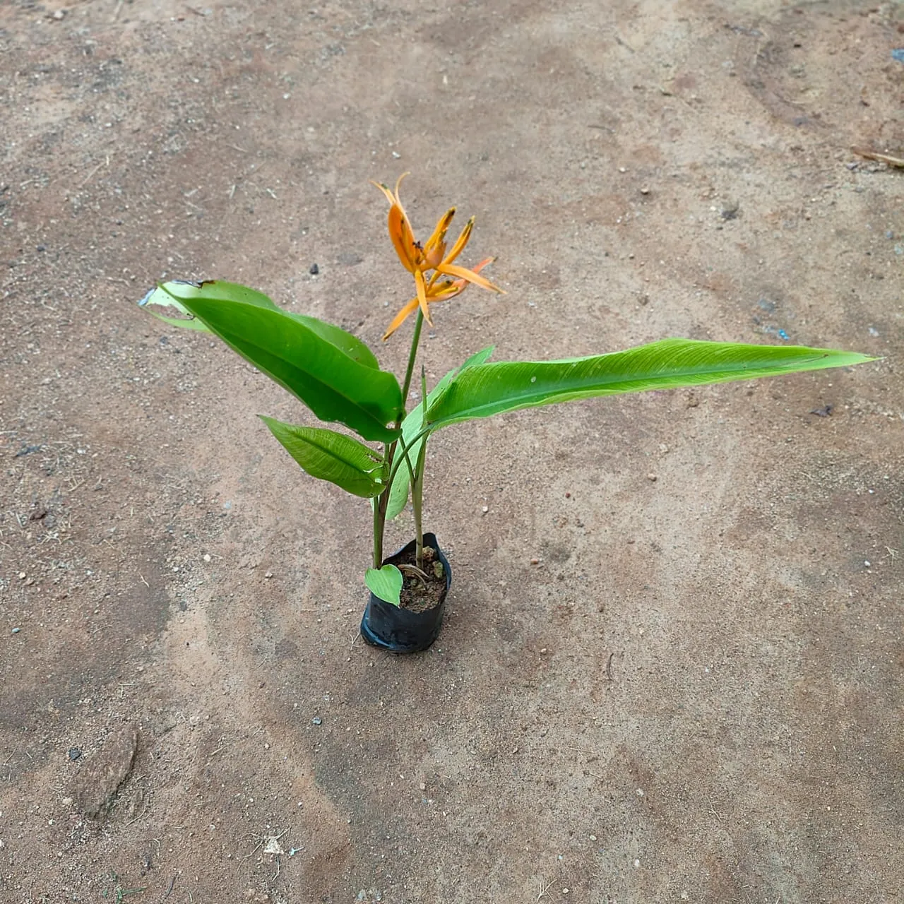 Heliconia Yellow in 4 Inch Nursery Bag
