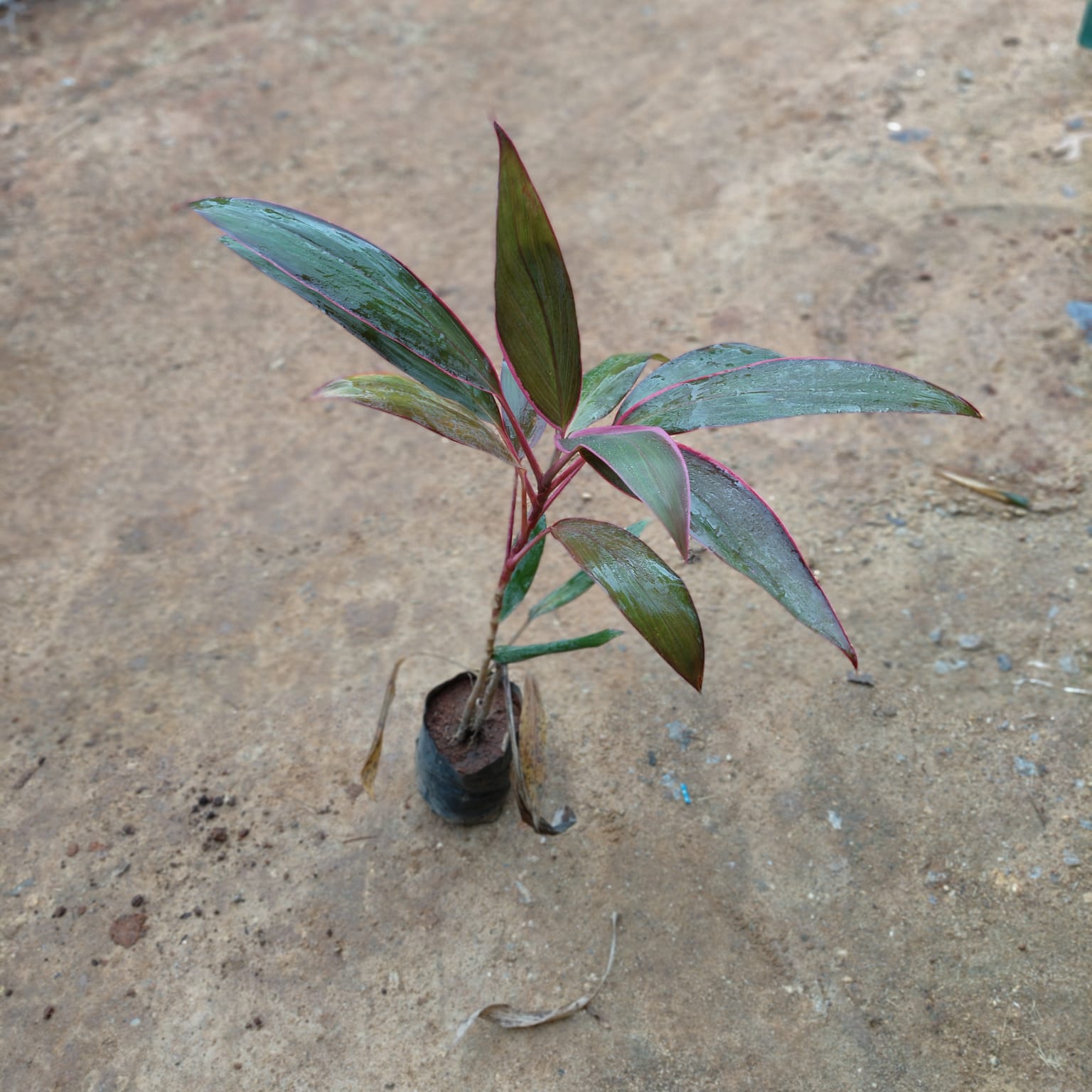 Dracaena Red in 5 Inch Nursery Bag