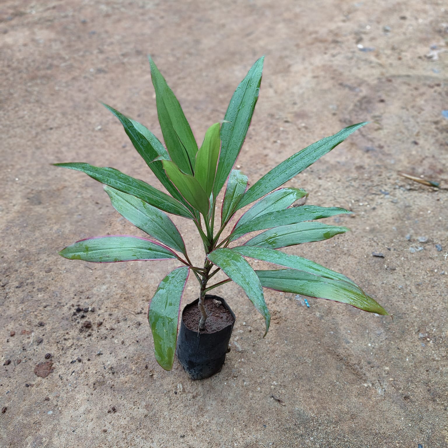 Dracaena Green in 5 Inch Nursery Bag