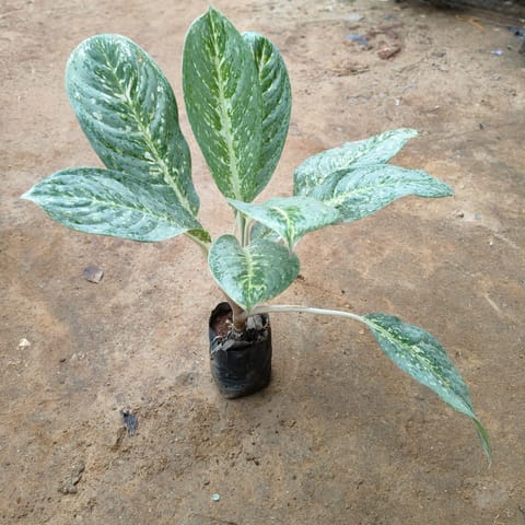 Aglaonema Variegated Tiger in 5 Inch Nursery Bag