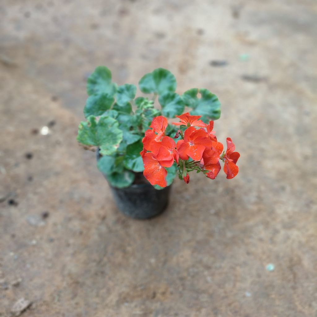 Buy Geranium Red in 5 Inch Nursery Pot Online | Urvann.com Geranium Red in 5 Inch Nursery Pot