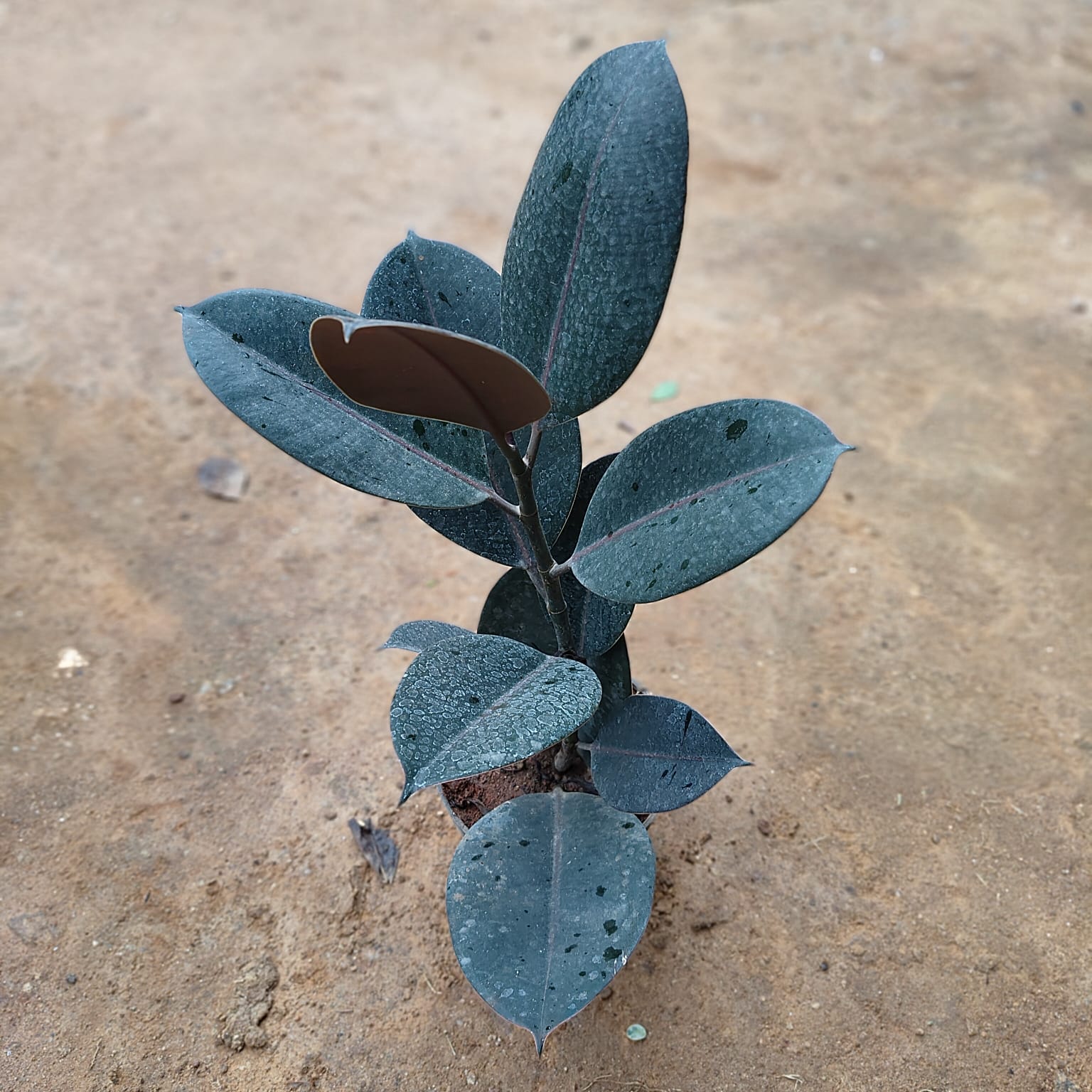 Rubber Black in 5 Inch Nursery Pot