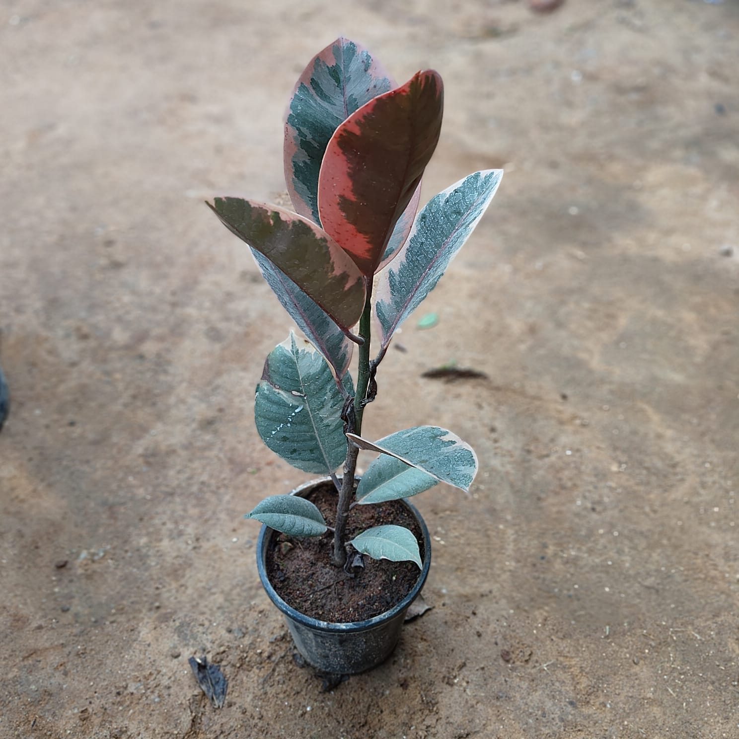 Rubber Pink in 5 Inch Nursery Pot