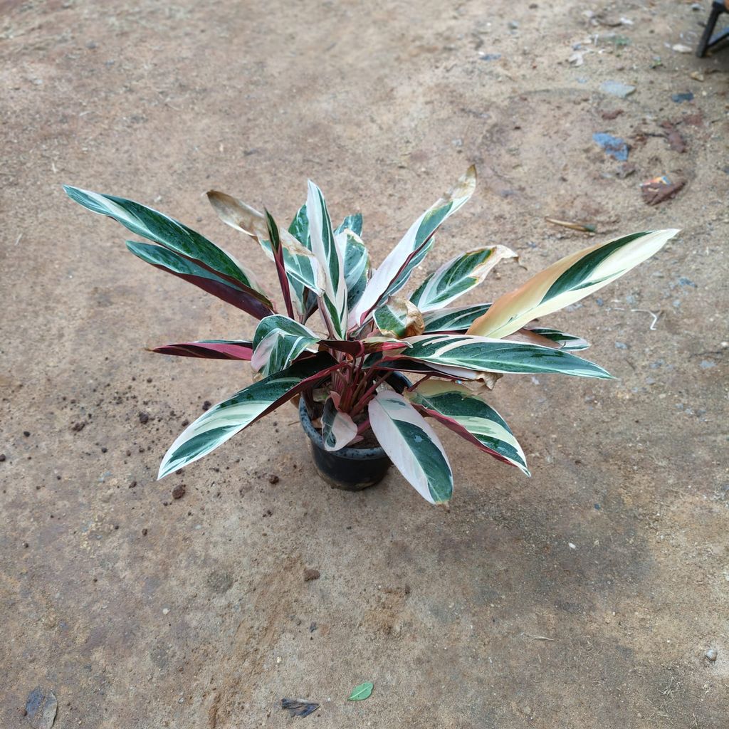 Buy Alpinia in 10 Inch Nursery Pot Online | Urvann.com Alpinia� in 10 Inch Nursery Pot