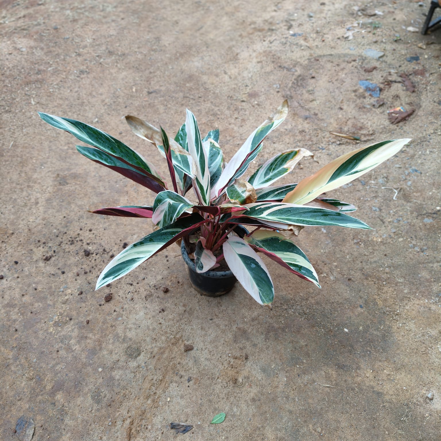 Alpinia� in 10 Inch Nursery Pot