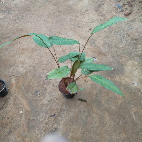 Calathea Brass in 5 Inch Nursery Pot