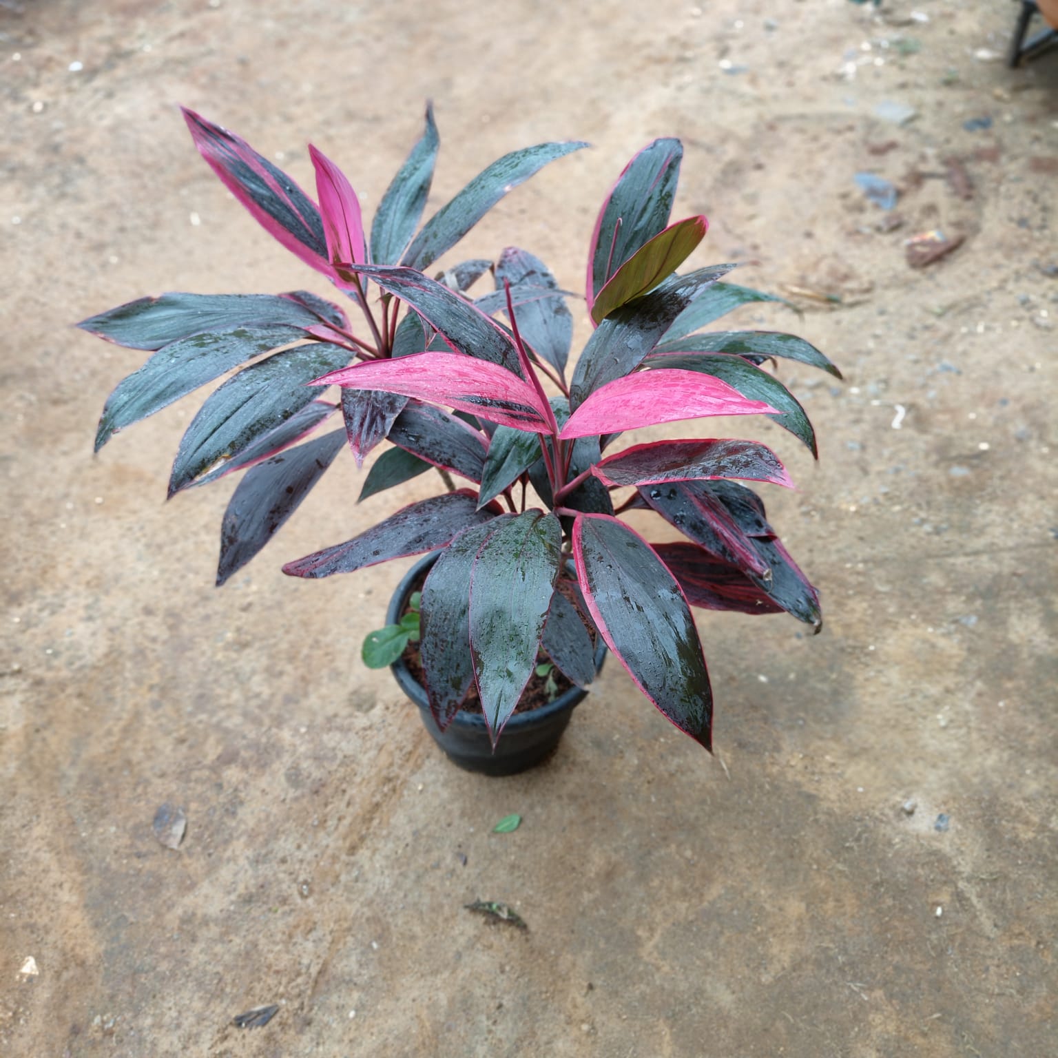 Dracaena Three in One in 10 Inch Nursery Pot