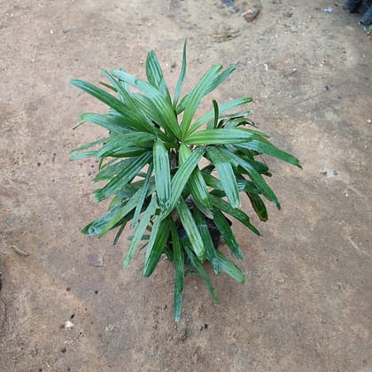 Buy Raphis Palm  in 10 Inch Nursery Bag Online | Urvann.com