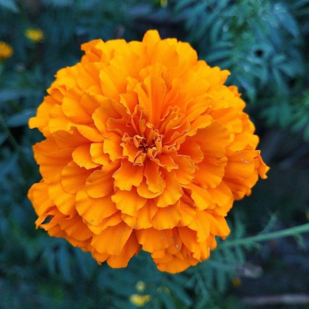Buy Marigold / Genda Mixed Seeds - Excellent Germination Online | Urvann.com Marigold / Genda Mixed Seeds - Excellent Germination