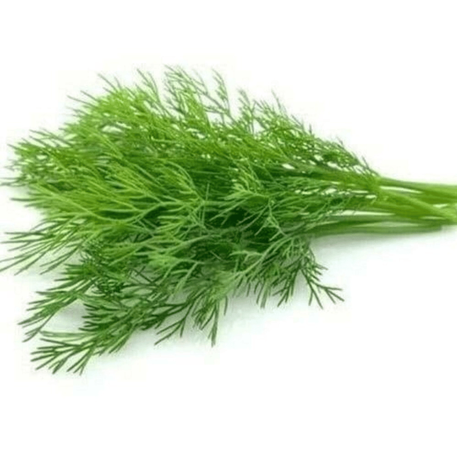 Buy Soya Saag Seeds - Excellent Germination Online | Urvann.com Soya Saag Seeds - Excellent Germination