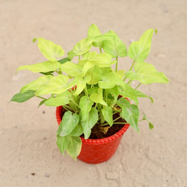 Dwarf Xanadu Golden in 4 Inch Nursery Pot