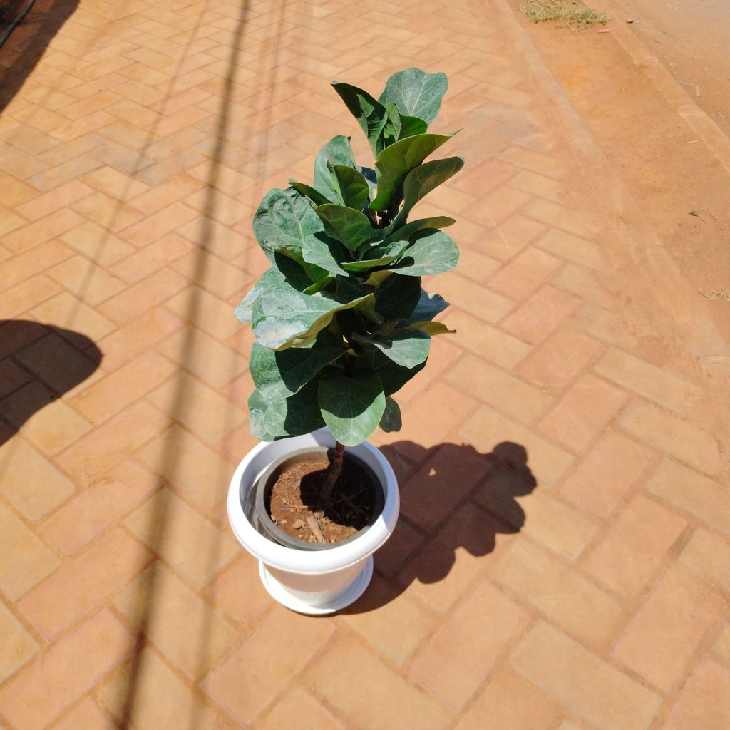 Buy Fiddle Leaf Fig / Ficus Lyrata (~ 3 Ft) in 8 Inch Classy White Plastic Pot with Tray Online | Urvann.com Fiddle Leaf Fig / Ficus Lyrata in 8 Inch Classy White Plastic Pot with Tray