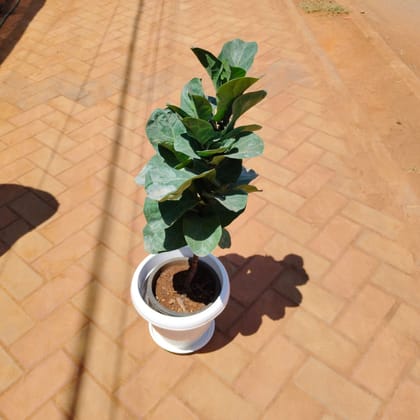 Buy Fiddle Leaf Fig / Ficus Lyrata (~ 3 Ft) in 8 Inch Classy White Plastic Pot with Tray Online | Urvann.com