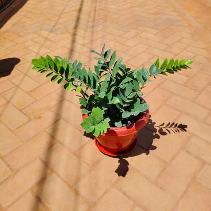 Buy Zz Green in 8 Inch Classy Red Plastic Pot with Tray Online | Urvann.com