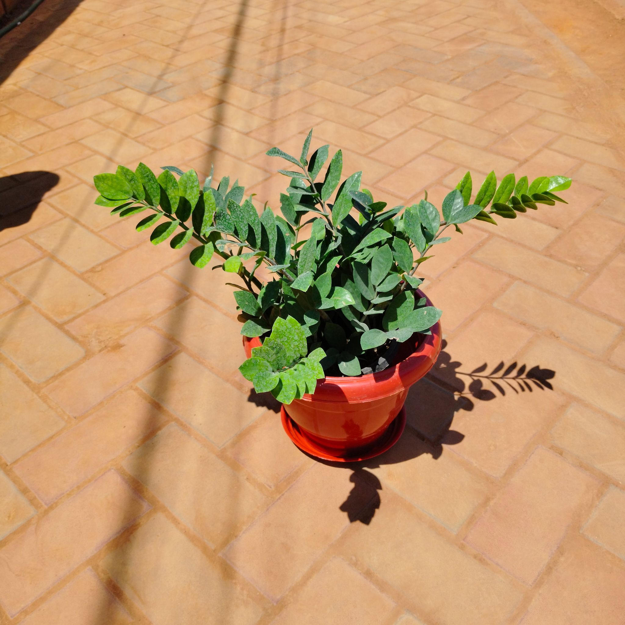 Zz Green in 8 Inch Classy Red Plastic Pot with Tray