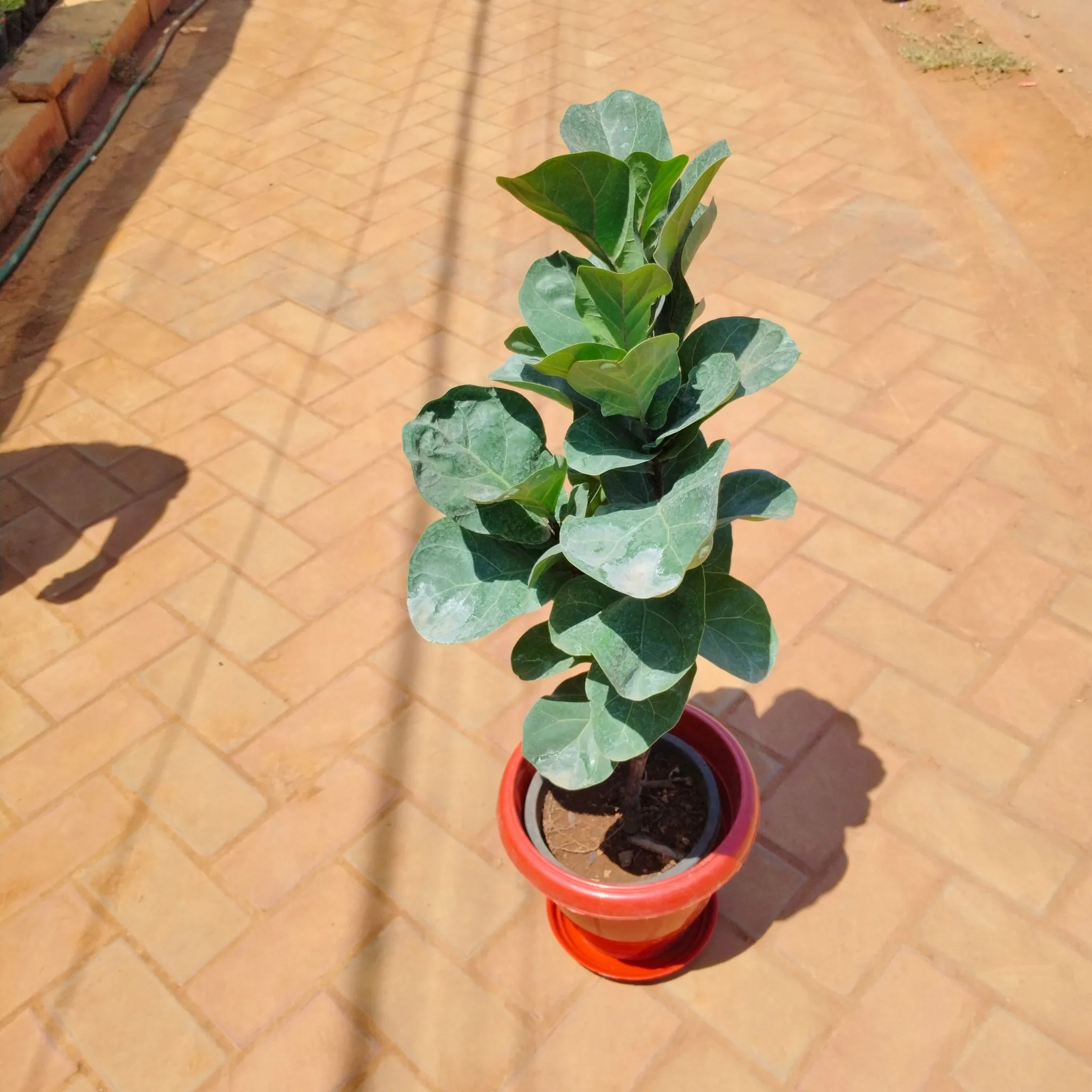 Fiddle Leaf Fig / Ficus Lyrata (~ 2 Ft) in 8 Inch Terracotta Red Classy Plastic Pot with tray