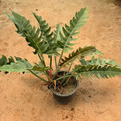 Buy Philodendron Selloum in 8 Inch Nursery Pot Online | Urvann.com