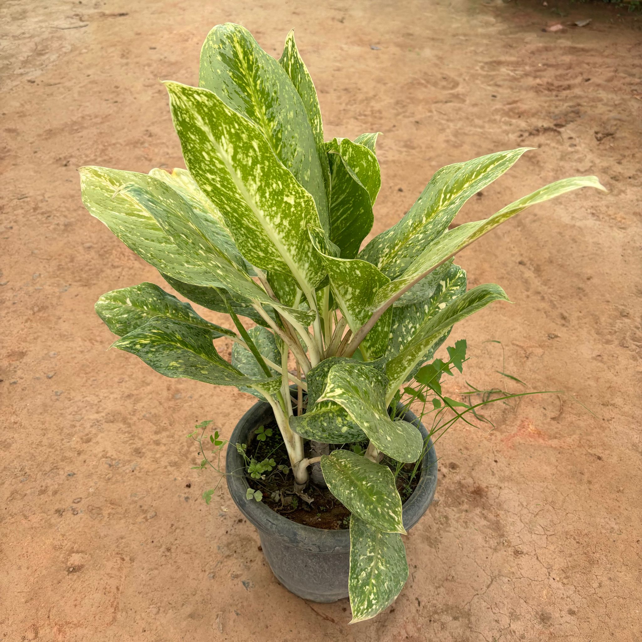 Aglaonema Snow White in 12 Inch Nursery Pot