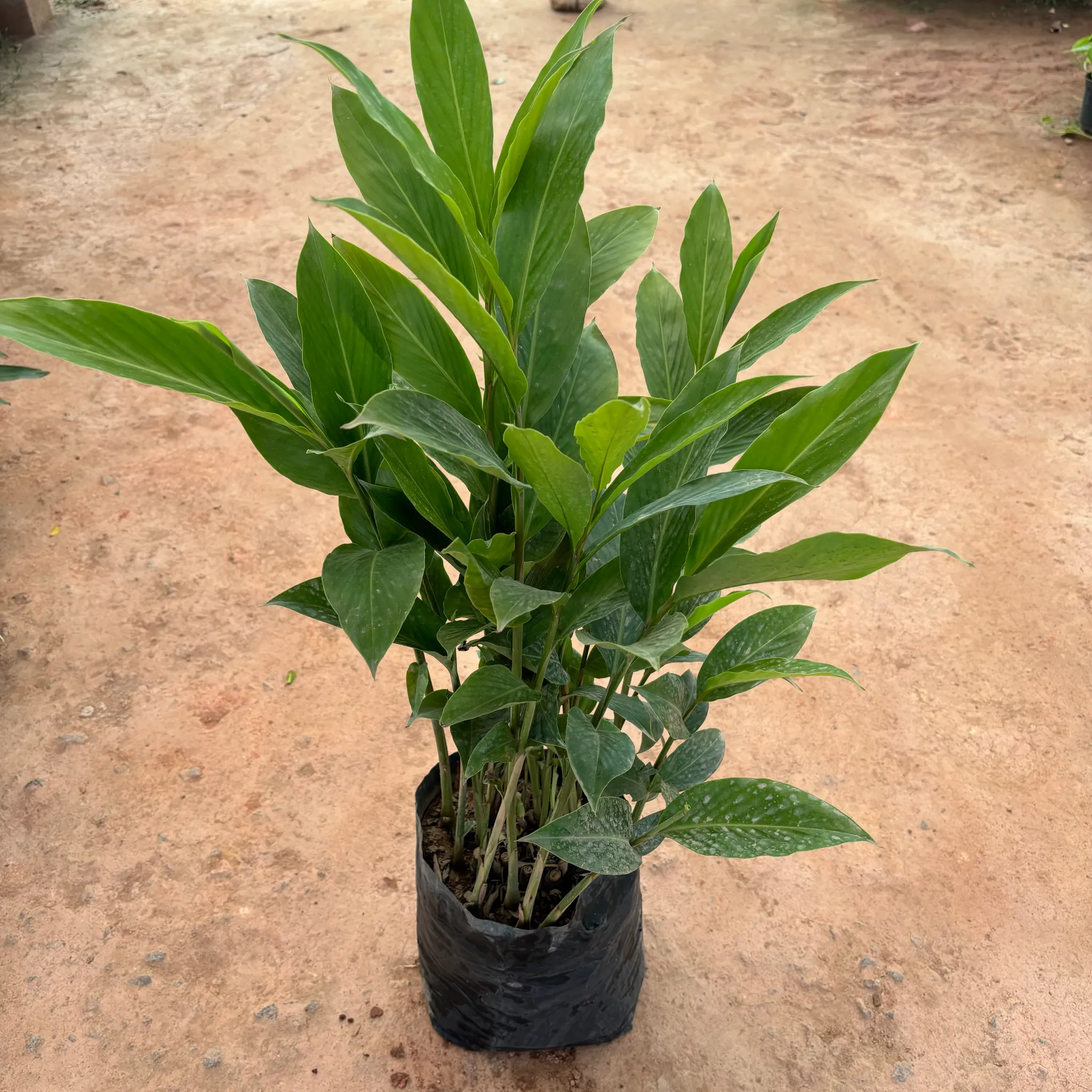 Heliconia Pink in 10 Inch Nursery Bag
