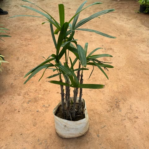 Raphis Palm in 8 Inch Nursery Bag