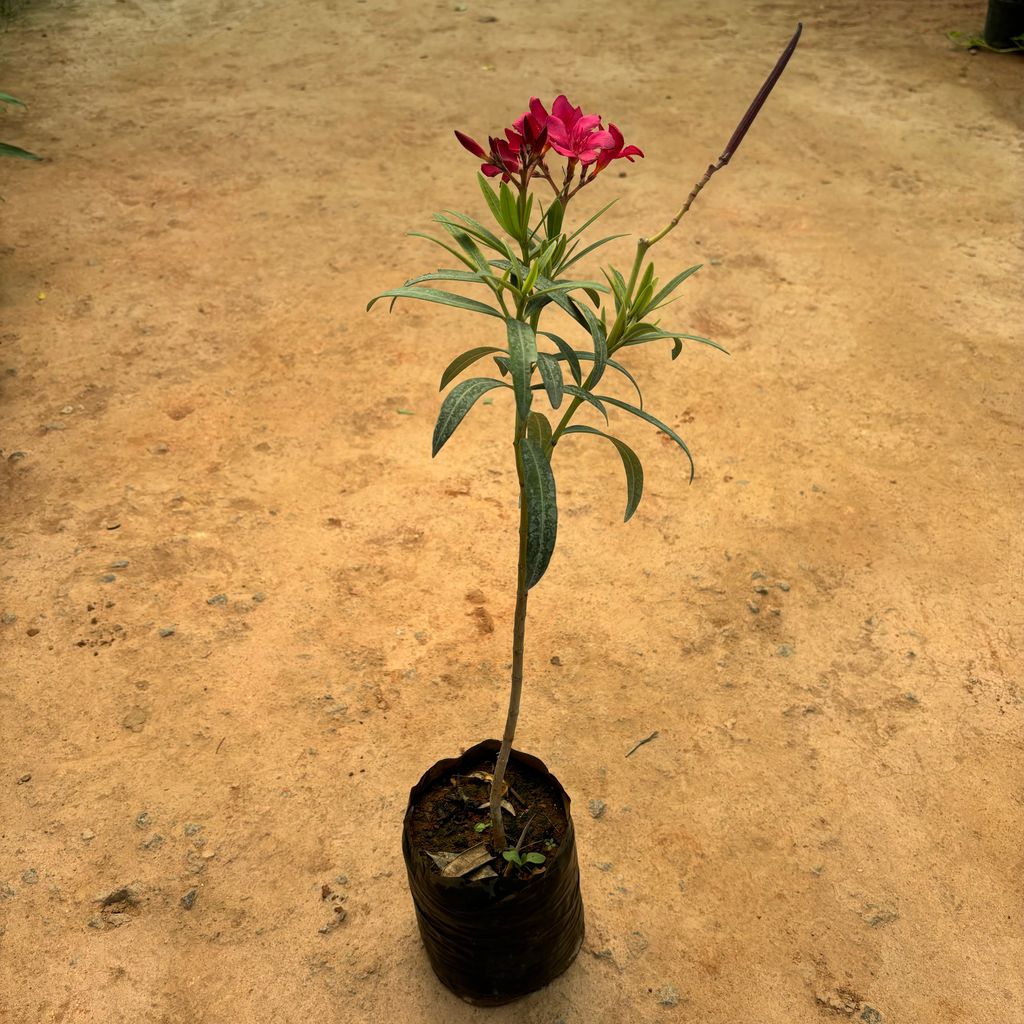 Buy Kaner / Oleander Pink in 6 Inch Nursery Bag Online | Urvann.com Kaner / Oleander Pink in 6 Inch Nursery Bag