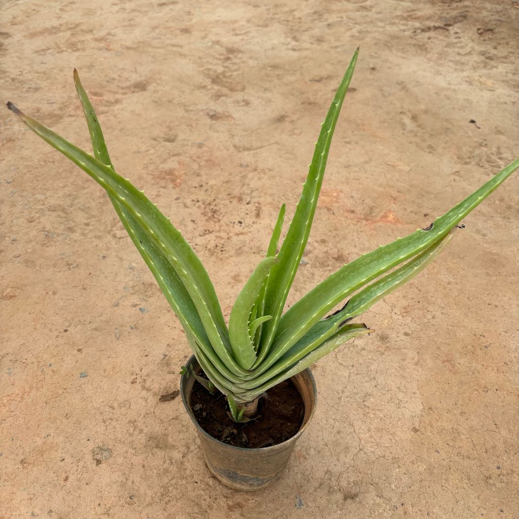 Buy Aloe Vera in 6 Inch Nursery Pot Online | Urvann.com Aloe Vera in 6 Inch Nursery Pot