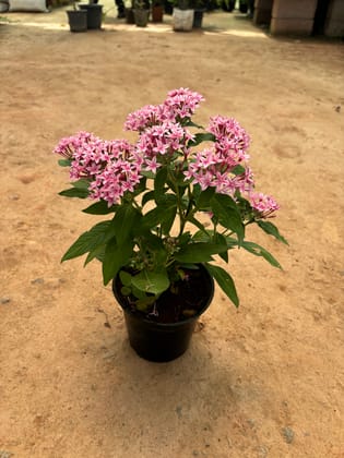 Buy Pentas Purple in 5 Inch Nursery Pot Online | Urvann.com