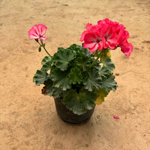 Geranium Pink in 6 Inch Nursery Pot