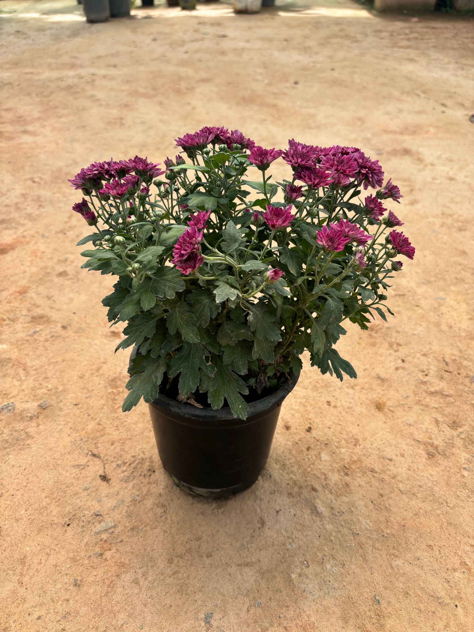 Chrysanthemum / Guldaudi Purple in 6 Inch Nursery Pot