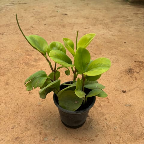 Peperomia / Radiator Plant in 6 Inch Nursery Pot