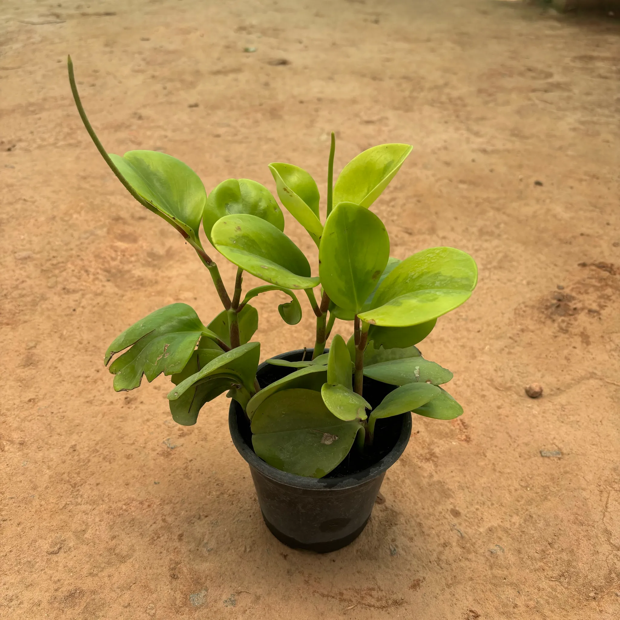 Peperomia / Radiator Plant in 6 Inch Nursery Pot